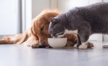 Médica Veterinaria & P-los. Consulta a domicilio.