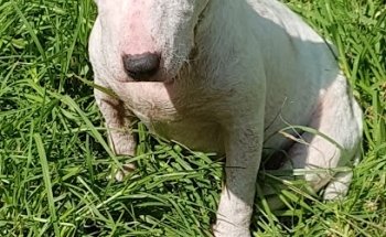 Veterinaria Pets Help