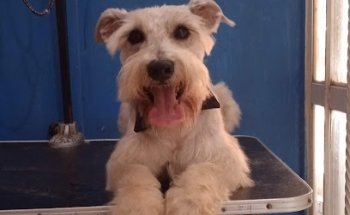 Estetica Canina Y Veterinaria Vet&Gar