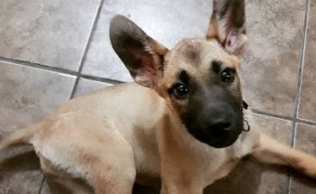 Veterinaria del Pedregal