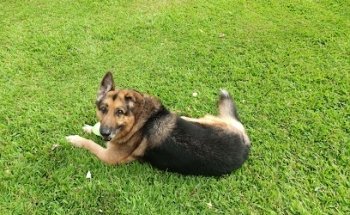 Veterinaria ARCA DE NOÉ