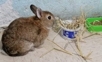 Centro Médico Veterinario Pueblo Nuevo