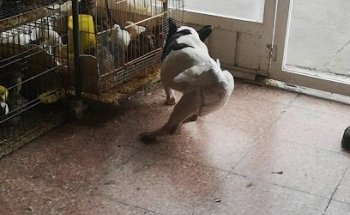 Clinica Veterinaria Arenal