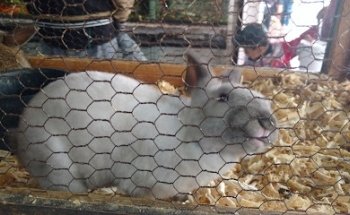 Veterinaria Acua-Zoo