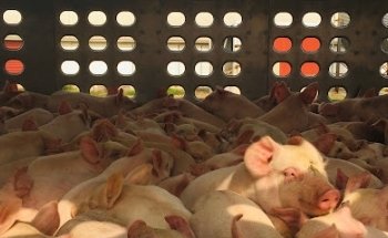 Centro Veterinario La Calera