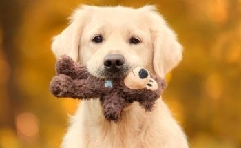 El Palacio de las Mascotas