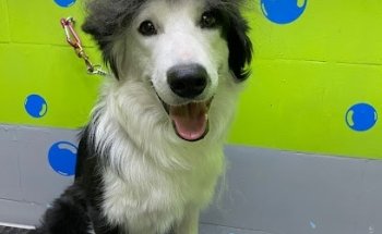 Servicios Veterinarios Escuadrón Animal