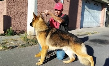 Wuaw Wuapos Estética Canina