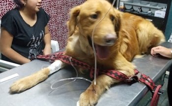 Veterinaria Animal Biomedic urgencias 24hrs