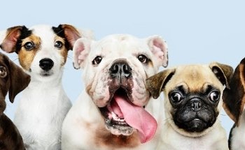 Peek House - Veterinaria y Estética Canina