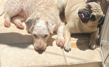 Mi Mascota Es Primero