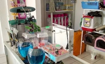 Veterinaria Mini-cat