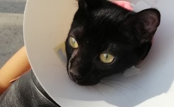 Consultorio Veterinario Huellitas