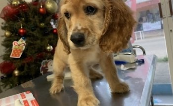 Trufitas Veterinaria