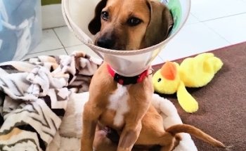 Hospital para Perros y Gatos