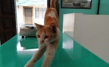 Alebrijes Pet friends, Clínica de bienestar Animal