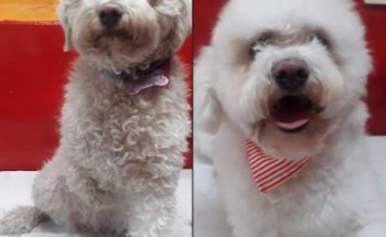 Clínica Veterinaria Nebuny