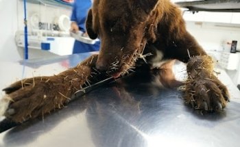 Veterinaria Lomas de rivera