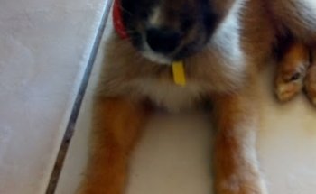 ESTETICA Y CLINICA VETERINARIA Coco Bongo PETS