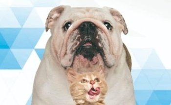 Centro Veterinario Platino