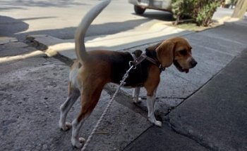 Kennedy Veterinary Clinic