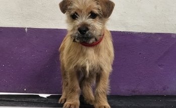 Kabana Zoo Veterinaria Suc. Colon