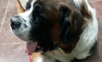 CLINICA VETERINARIA Vida Animal