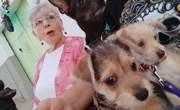 PetFriends Veterinaria