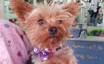 Veterinaría Santa Alicia