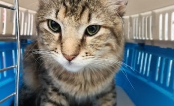 VETERINARIA NICE PET