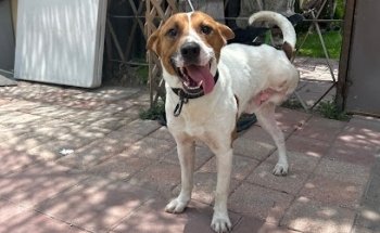 Veterinaria 24hrs en Tijuana