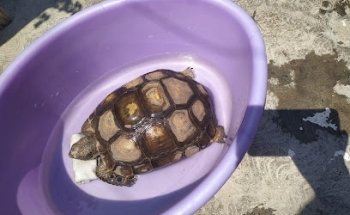 Clínica veterinaria Gal