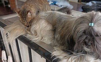 Implements and Animals Sa