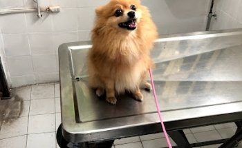 Clínica Veterinaria Shar-Pei