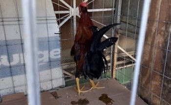 BARN & VETERINARY INSURGENTES