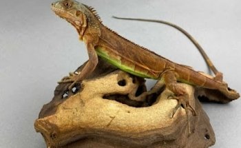 El rincón de los reptiles