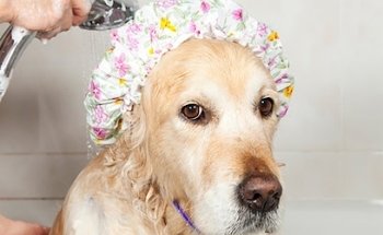 Centro Veterinario Bosques