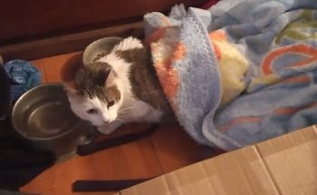 Clínica Veterinaria Y Estética Canina Yako Pet Shop