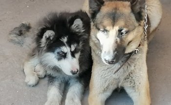 VETERINARY SANTA ROSA