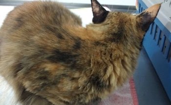 Veterinary Clinic Nuko