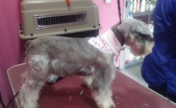 Pets & Flowers Clínica Veterinaria