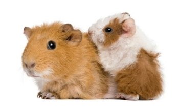 Especialidades Veterinarias Dr. Padilla