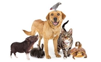 Wottan Centro Veterinario y Acuario