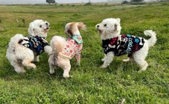 SEVEPES Especialidades