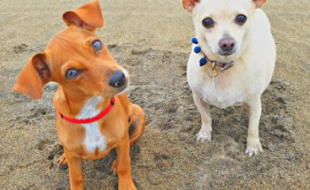 Clínica Veterinaria Mi Mascota