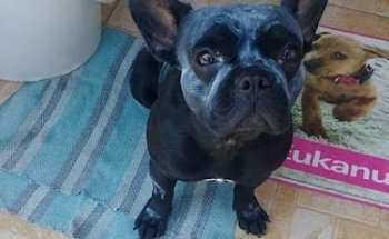 VETERINARIA HEALTHY ANIMAL CENTER