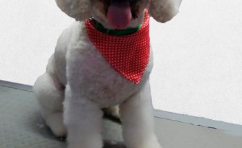 PetZoo Clínica Veterinaria