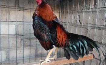 Veterinaria independencia