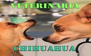 VETERINARIA CHIHUAHUA