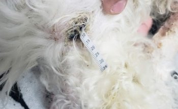 Veterinaria ANIMALLS DR